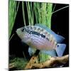 Cichlid Jack Dempsey-null-Mounted Photographic Print