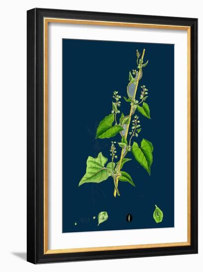 Cichorium Intybus; Wild Succory-null-Framed Giclee Print