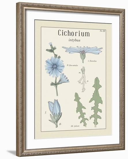 Cichorium-Maria Mendez-Framed Giclee Print