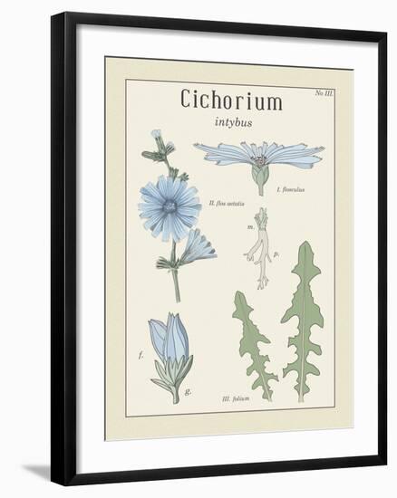 Cichorium-Maria Mendez-Framed Giclee Print