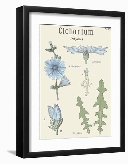 Cichorium-Maria Mendez-Framed Art Print