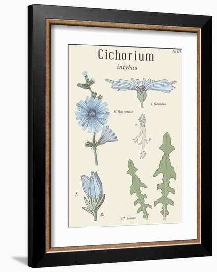 Cichorium-Maria Mendez-Framed Art Print