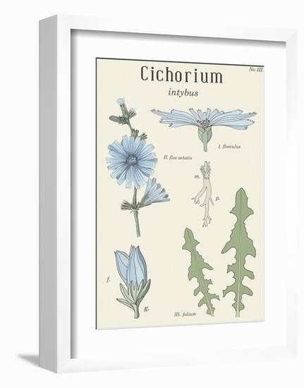 Cichorium-Maria Mendez-Framed Art Print