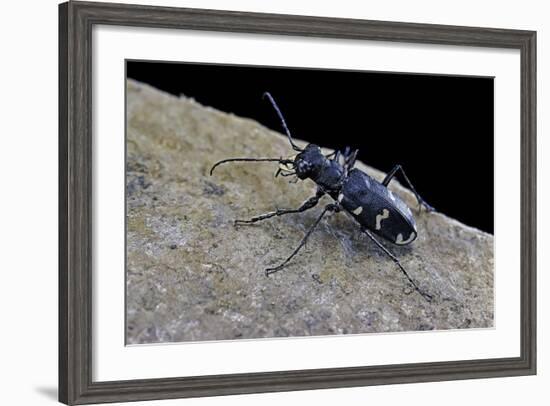 Cicindela Hybrida (Northern Dune Tiger Beetle)-Paul Starosta-Framed Photographic Print