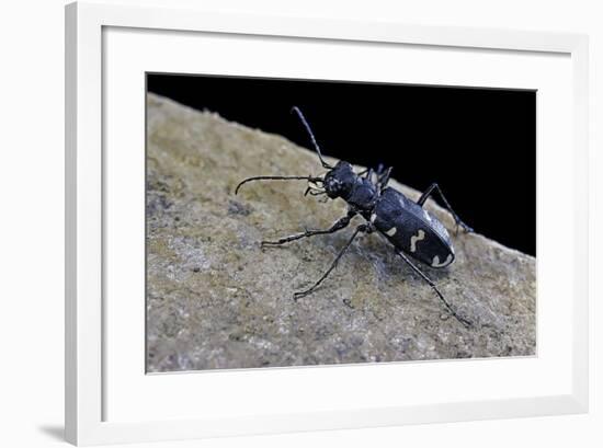 Cicindela Hybrida (Northern Dune Tiger Beetle)-Paul Starosta-Framed Photographic Print