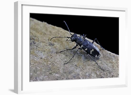 Cicindela Hybrida (Northern Dune Tiger Beetle)-Paul Starosta-Framed Photographic Print