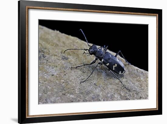 Cicindela Hybrida (Northern Dune Tiger Beetle)-Paul Starosta-Framed Photographic Print