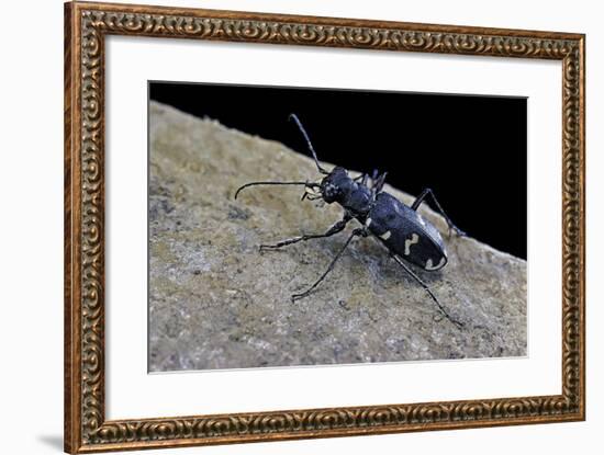 Cicindela Hybrida (Northern Dune Tiger Beetle)-Paul Starosta-Framed Photographic Print