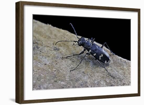 Cicindela Hybrida (Northern Dune Tiger Beetle)-Paul Starosta-Framed Photographic Print