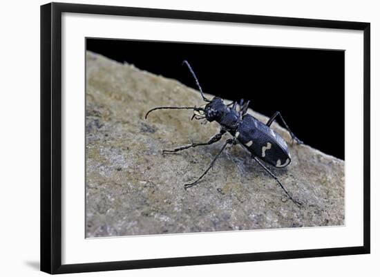 Cicindela Hybrida (Northern Dune Tiger Beetle)-Paul Starosta-Framed Photographic Print