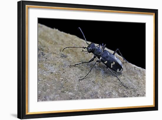 Cicindela Hybrida (Northern Dune Tiger Beetle)-Paul Starosta-Framed Photographic Print