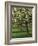 Cider Apple Trees in Blossom in Spring in an Orchard in Herefordshire, England, United Kingdom-Michael Busselle-Framed Photographic Print