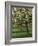 Cider Apple Trees in Blossom in Spring in an Orchard in Herefordshire, England, United Kingdom-Michael Busselle-Framed Photographic Print