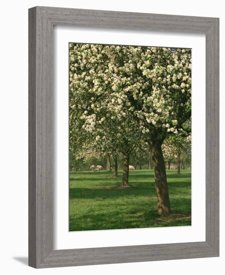 Cider Apple Trees in Blossom in Spring in an Orchard in Herefordshire, England, United Kingdom-Michael Busselle-Framed Photographic Print