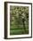 Cider Apple Trees in Blossom in Spring in an Orchard in Herefordshire, England, United Kingdom-Michael Busselle-Framed Photographic Print