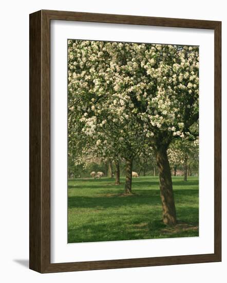 Cider Apple Trees in Blossom in Spring in an Orchard in Herefordshire, England, United Kingdom-Michael Busselle-Framed Photographic Print