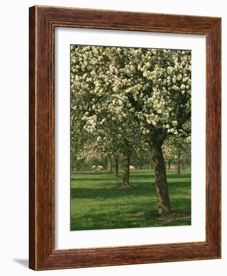 Cider Apple Trees in Blossom in Spring in an Orchard in Herefordshire, England, United Kingdom-Michael Busselle-Framed Photographic Print