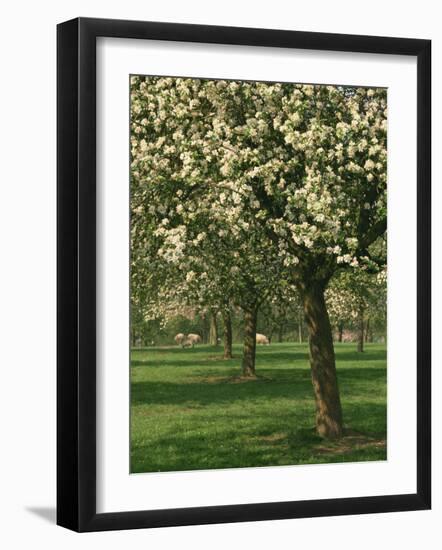 Cider Apple Trees in Blossom in Spring in an Orchard in Herefordshire, England, United Kingdom-Michael Busselle-Framed Photographic Print