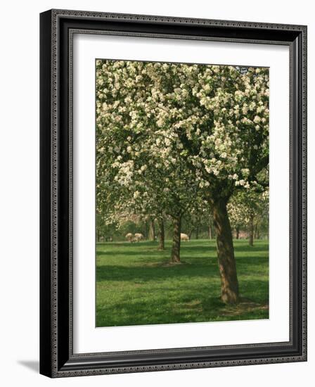 Cider Apple Trees in Blossom in Spring in an Orchard in Herefordshire, England, United Kingdom-Michael Busselle-Framed Photographic Print