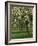 Cider Apple Trees in Blossom in Spring in an Orchard in Herefordshire, England, United Kingdom-Michael Busselle-Framed Photographic Print