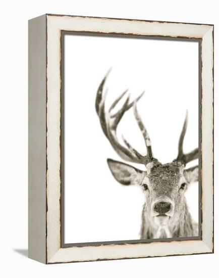 Ciervo 1-THE Studio-Framed Premier Image Canvas