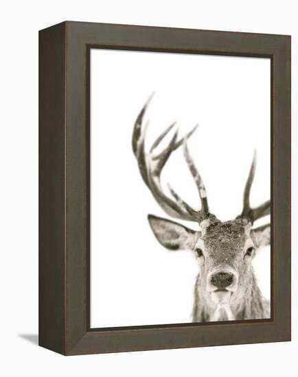 Ciervo 1-THE Studio-Framed Premier Image Canvas