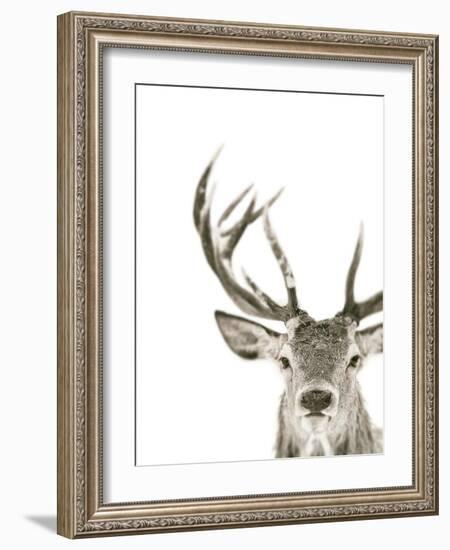 Ciervo 1-THE Studio-Framed Giclee Print