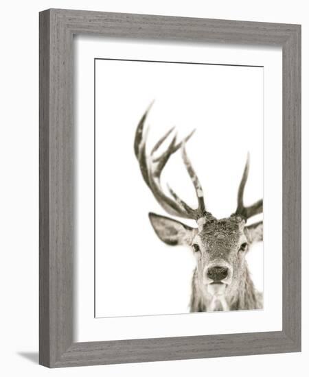 Ciervo 1-THE Studio-Framed Giclee Print