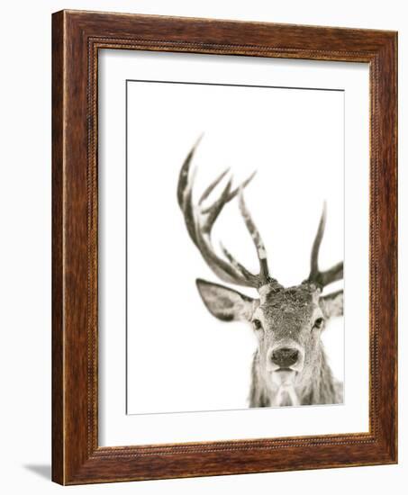 Ciervo 1-THE Studio-Framed Giclee Print