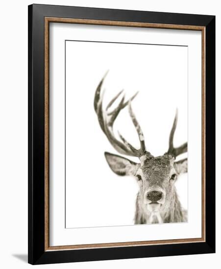 Ciervo 1-THE Studio-Framed Giclee Print