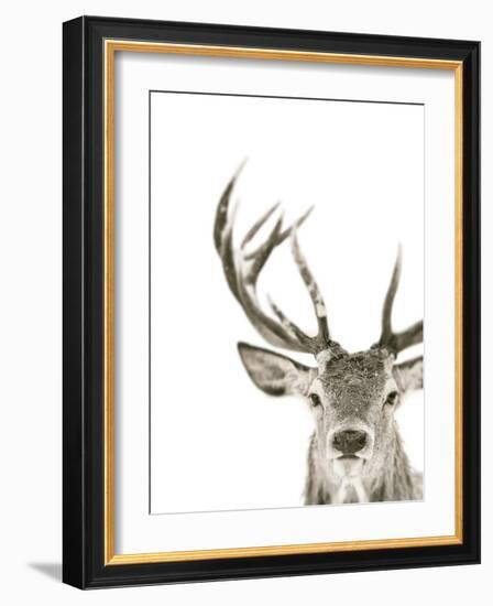 Ciervo 1-THE Studio-Framed Giclee Print