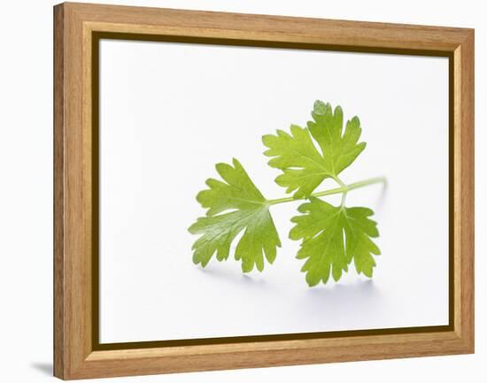 Cilantro-null-Framed Premier Image Canvas