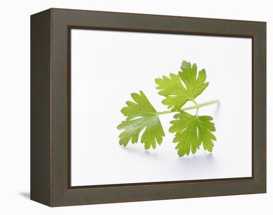 Cilantro-null-Framed Premier Image Canvas