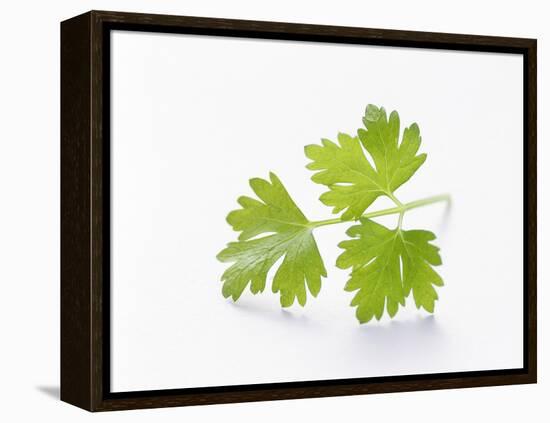 Cilantro-null-Framed Premier Image Canvas