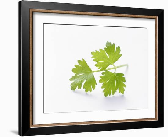 Cilantro-null-Framed Photographic Print