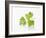 Cilantro-null-Framed Photographic Print