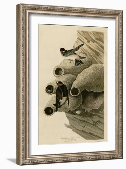 Cilff Swallow-null-Framed Giclee Print