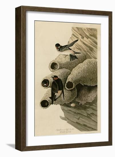 Cilff Swallow-null-Framed Giclee Print