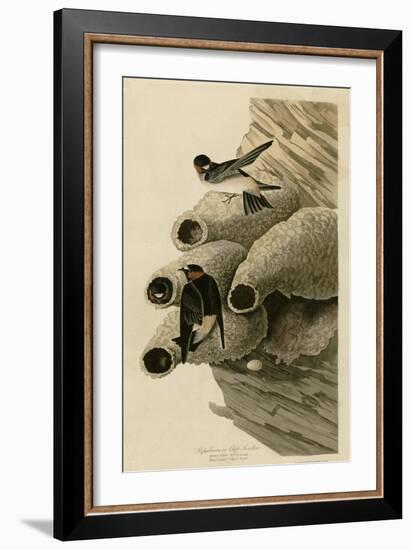 Cilff Swallow-null-Framed Giclee Print