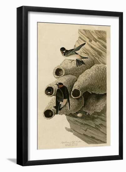 Cilff Swallow-null-Framed Giclee Print