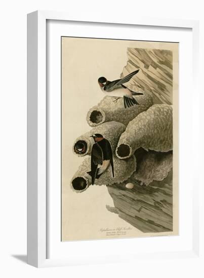 Cilff Swallow-null-Framed Giclee Print