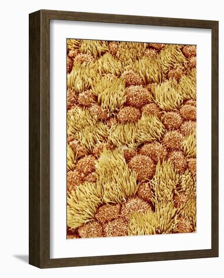 Cilia and mucous cells of oviduct (rat)-Micro Discovery-Framed Photographic Print