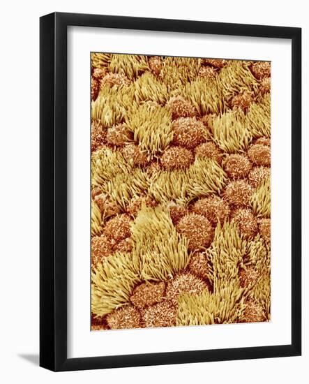 Cilia and mucous cells of oviduct (rat)-Micro Discovery-Framed Photographic Print