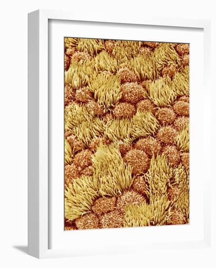 Cilia and mucous cells of oviduct (rat)-Micro Discovery-Framed Photographic Print