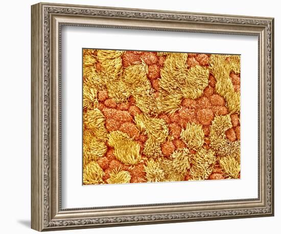 Cilia and mucous cells of oviduct (rat)-Micro Discovery-Framed Photographic Print