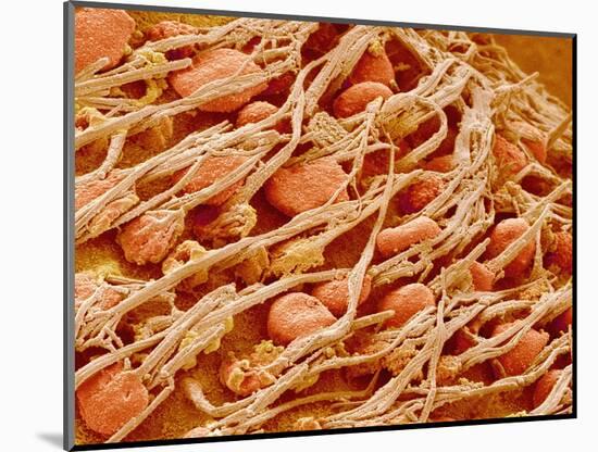 Cilia of the Inner Ear of a Rabbit-Micro Discovery-Mounted Photographic Print