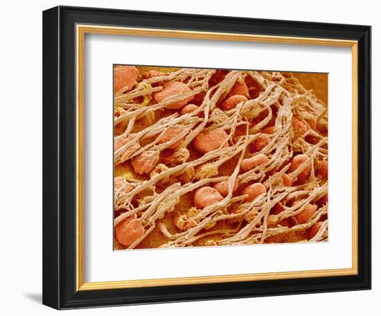 Cilia of the Inner Ear of a Rabbit-Micro Discovery-Framed Photographic Print