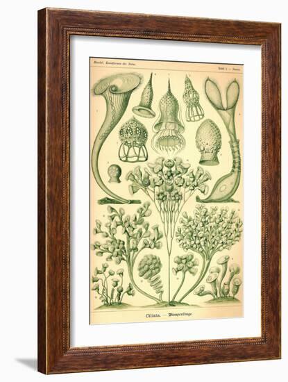 Ciliata-Ernst Haeckel-Framed Art Print