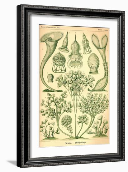 Ciliata-Ernst Haeckel-Framed Art Print