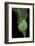 Cimbex Femoratus (Birch Sawfly) - Larva (False Caterpillar)-Paul Starosta-Framed Photographic Print